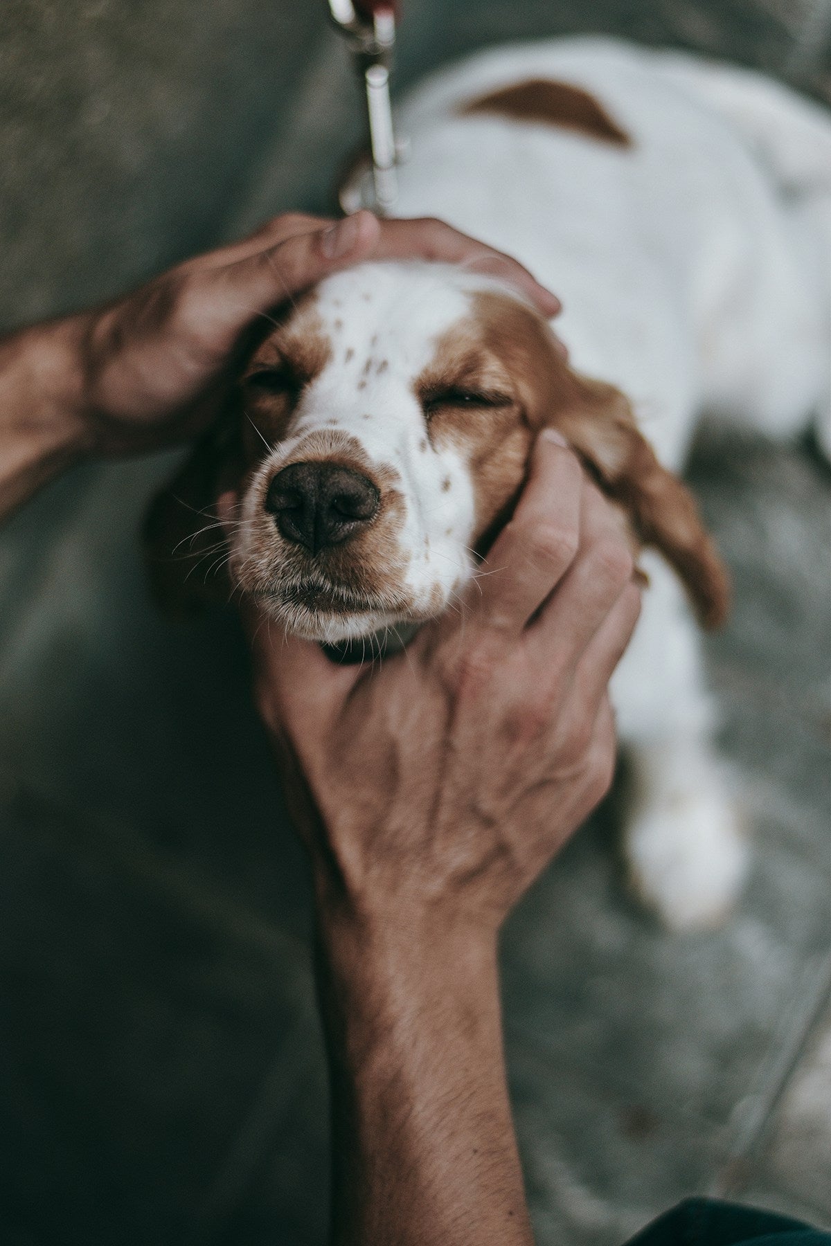 How to Treat Dog Ear Infections at Home: Vet-Approved Home Remedies & Step-by-Step Care Guide (2026)