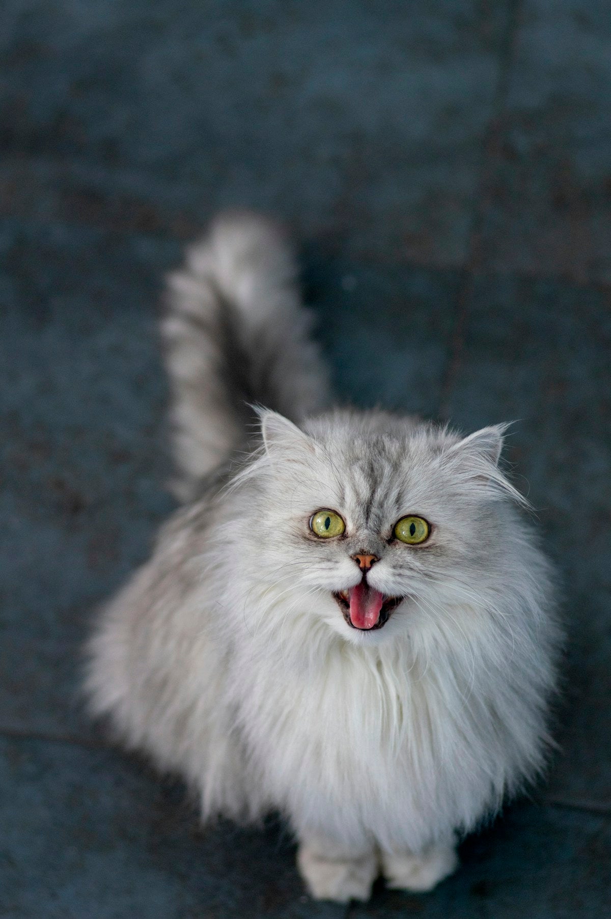 Persian & Exotic Cat Dental Care: Complete Guide for Flat-Faced Breeds (2026)