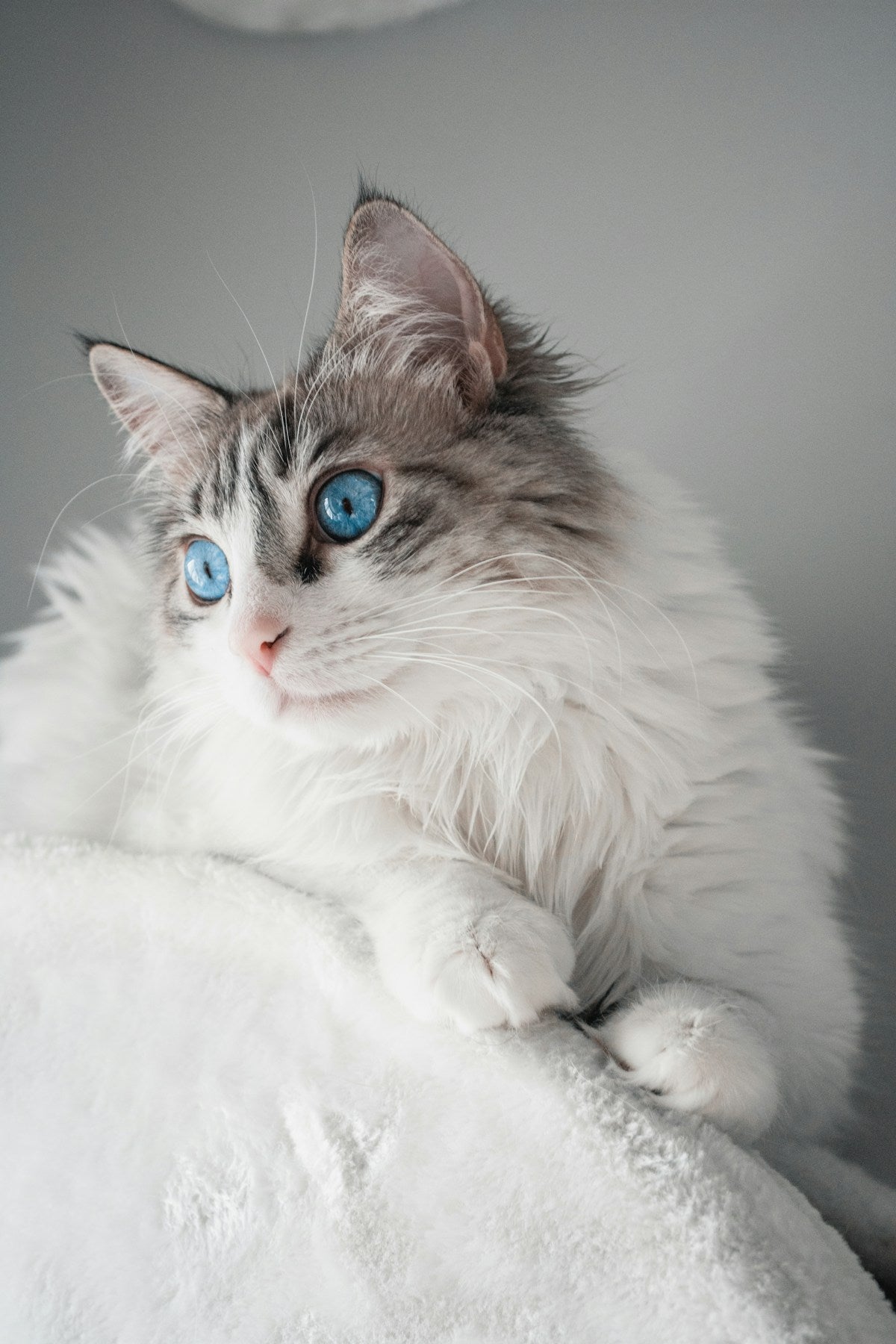 White and brown long-fur Ragdoll cat — Ragdoll ear care