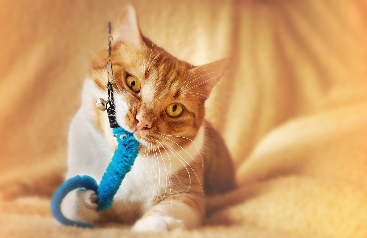 Cat Gingivitis Treatment at Home: How to Reverse Gum Disease (2026)