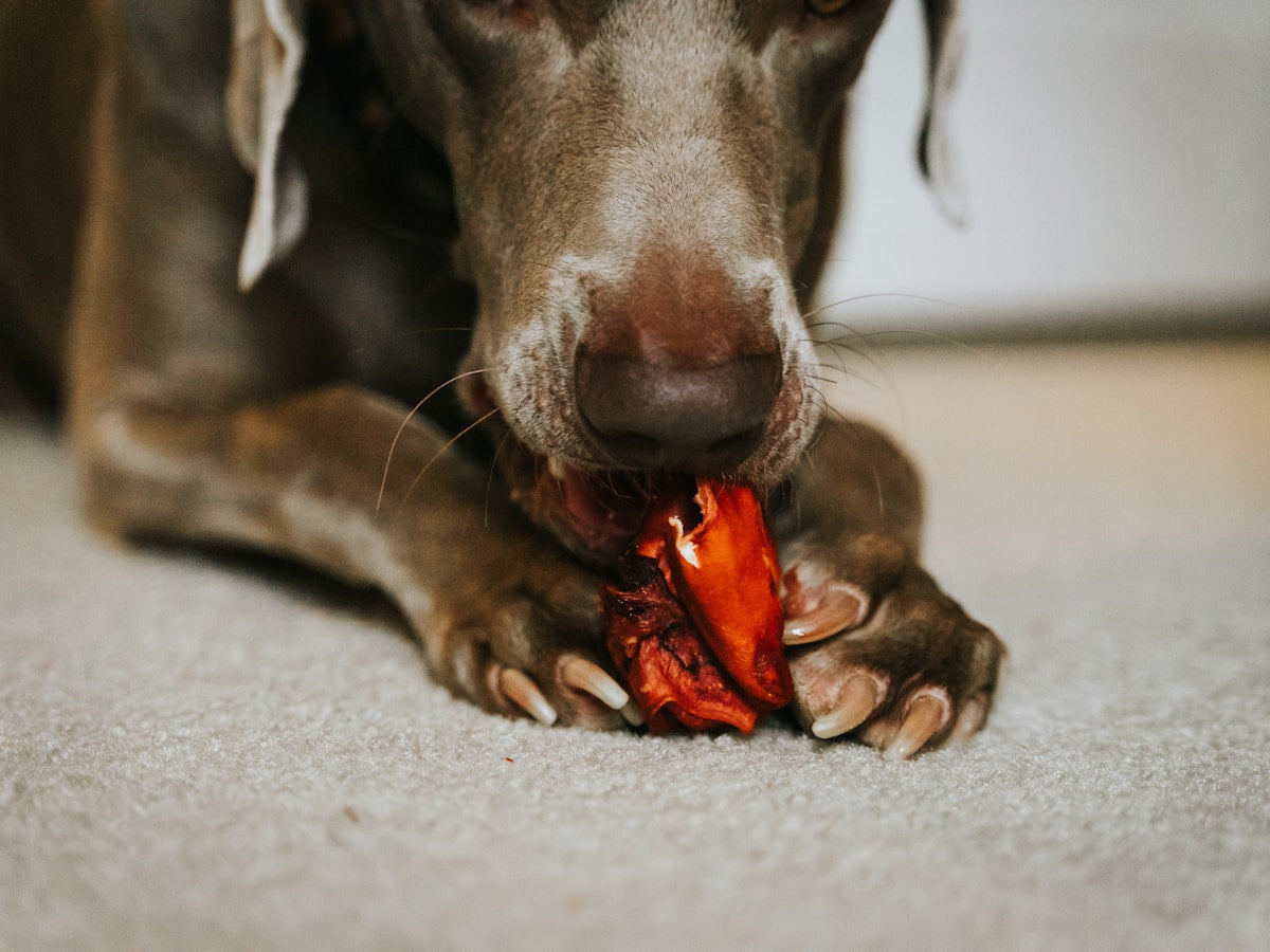 What Human Foods Help Clean Dog Teeth Naturally (2026): Safe Snacks Guide