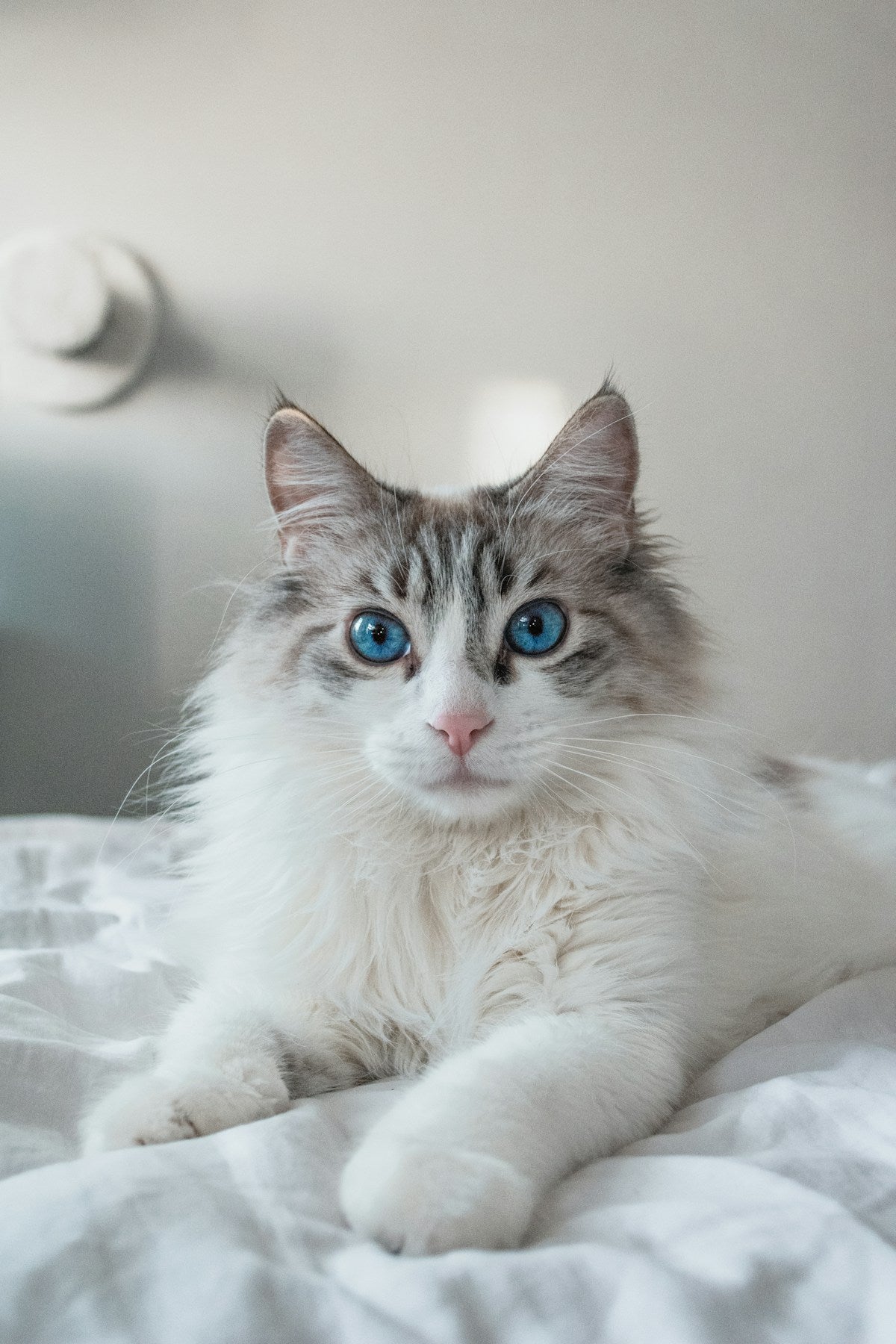 Ragdoll cat with long fur sitting calmly