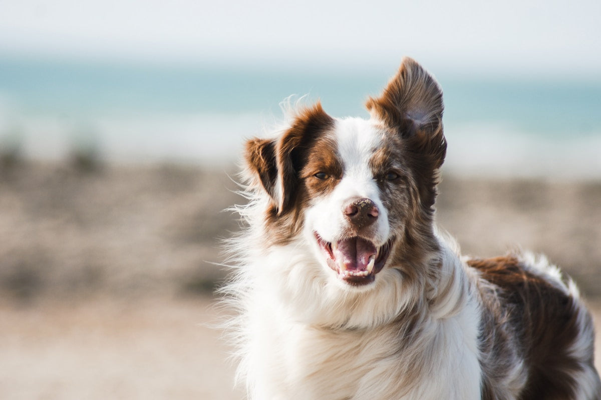 Senior dog dental care and weight loss: senior dog resting