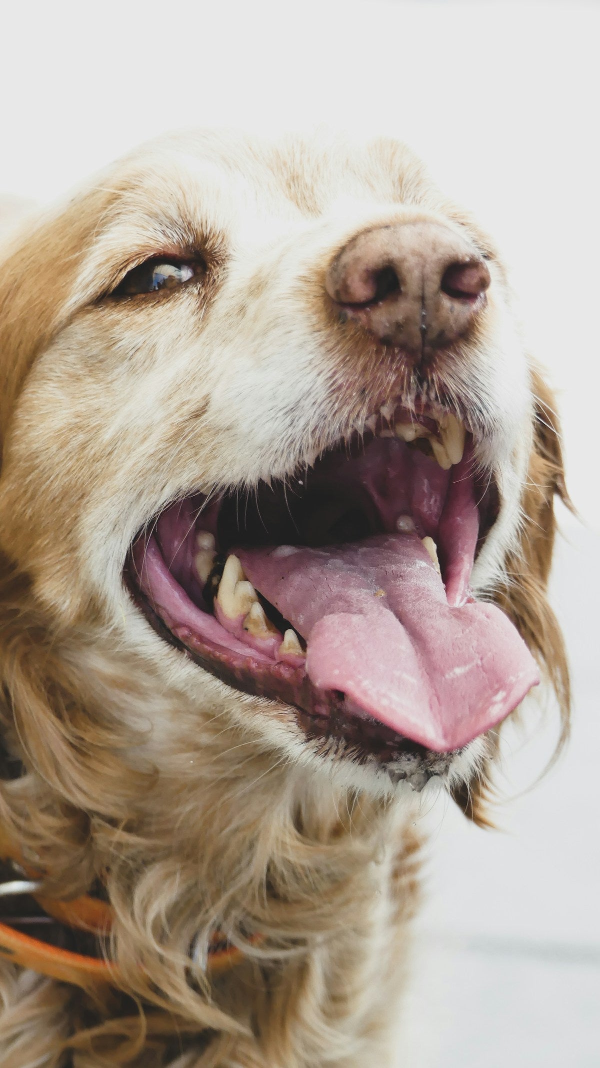 Dog Gum Disease Treatment at Home: How to Reverse Gingivitis & Prevent Periodontitis (2026)