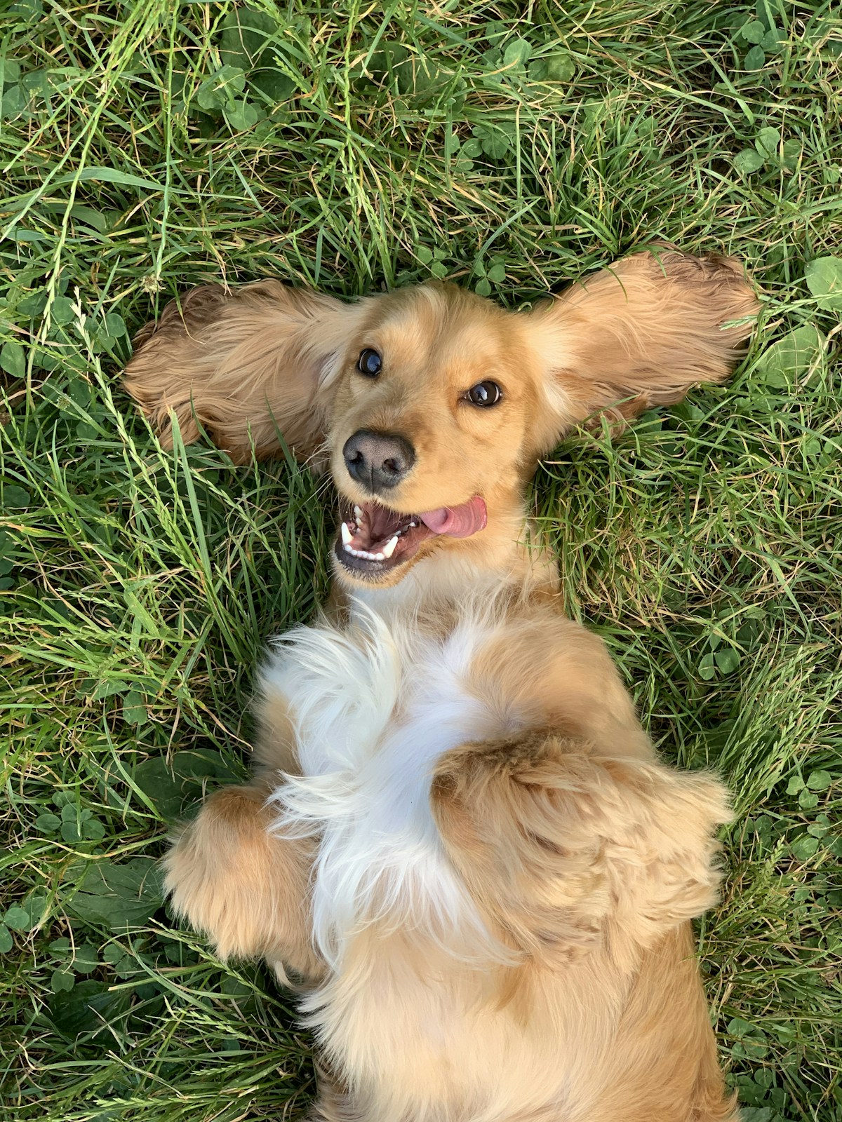 Cocker Spaniel on green grass