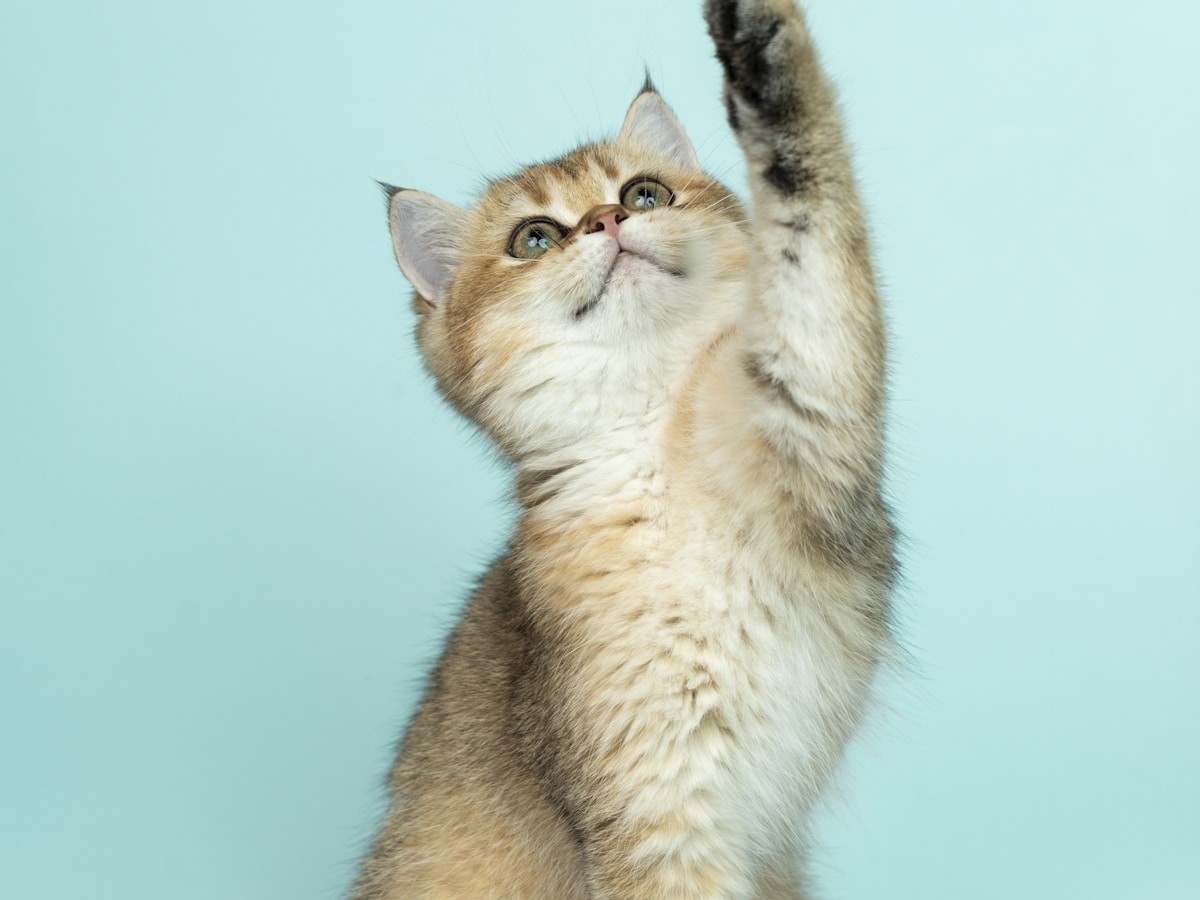 Kitten Bad Breath (2026): Causes & Treatment Guide