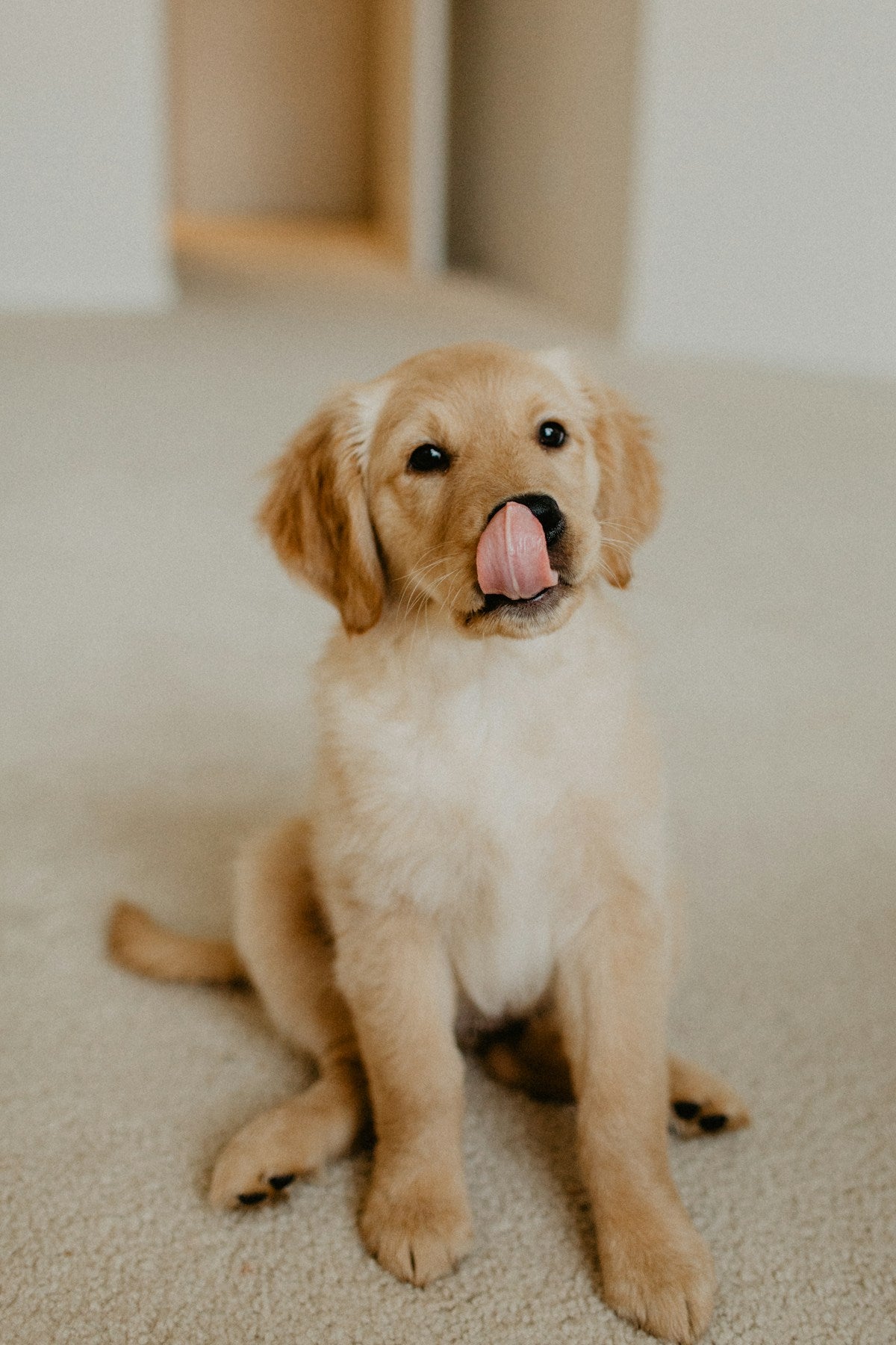 Golden retriever puppy with an open mouth showing teeth