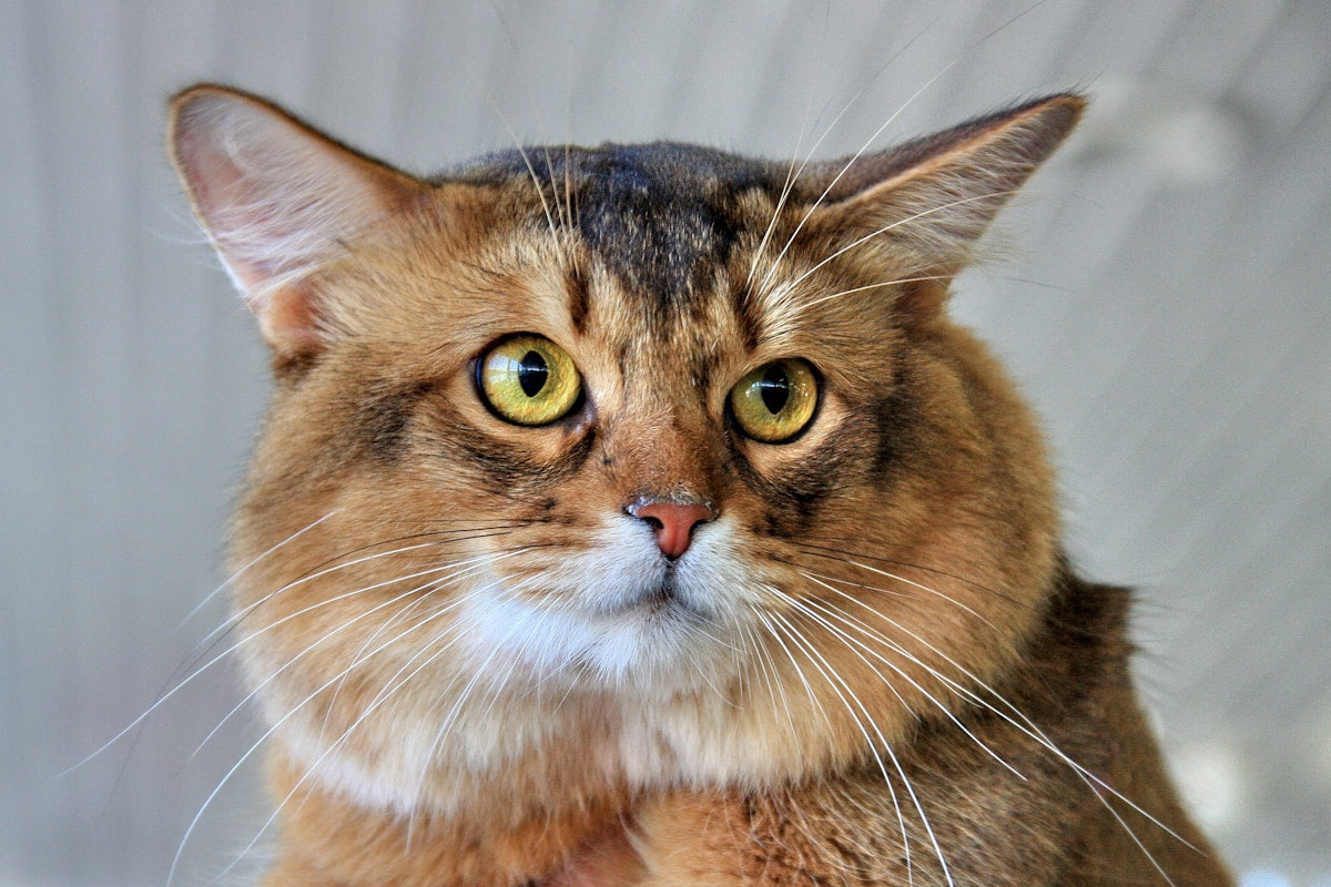 Somali cat with ticked coat resting