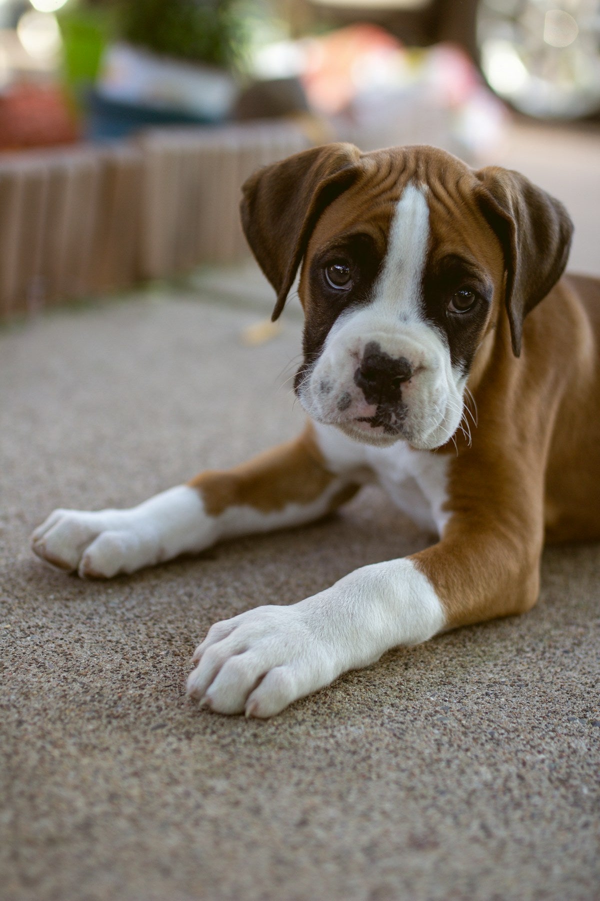 Brown and white Boxer dog resting