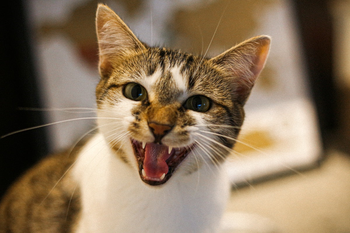 How to Brush Your Cat's Teeth: Step-by-Step Guide (2026)