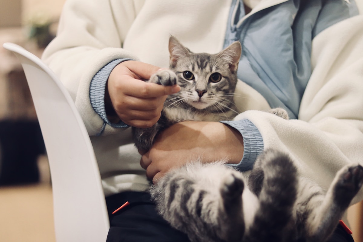Feline Stomatitis: Complete Guide to Symptoms, Treatment & Home Pain Management (2026)