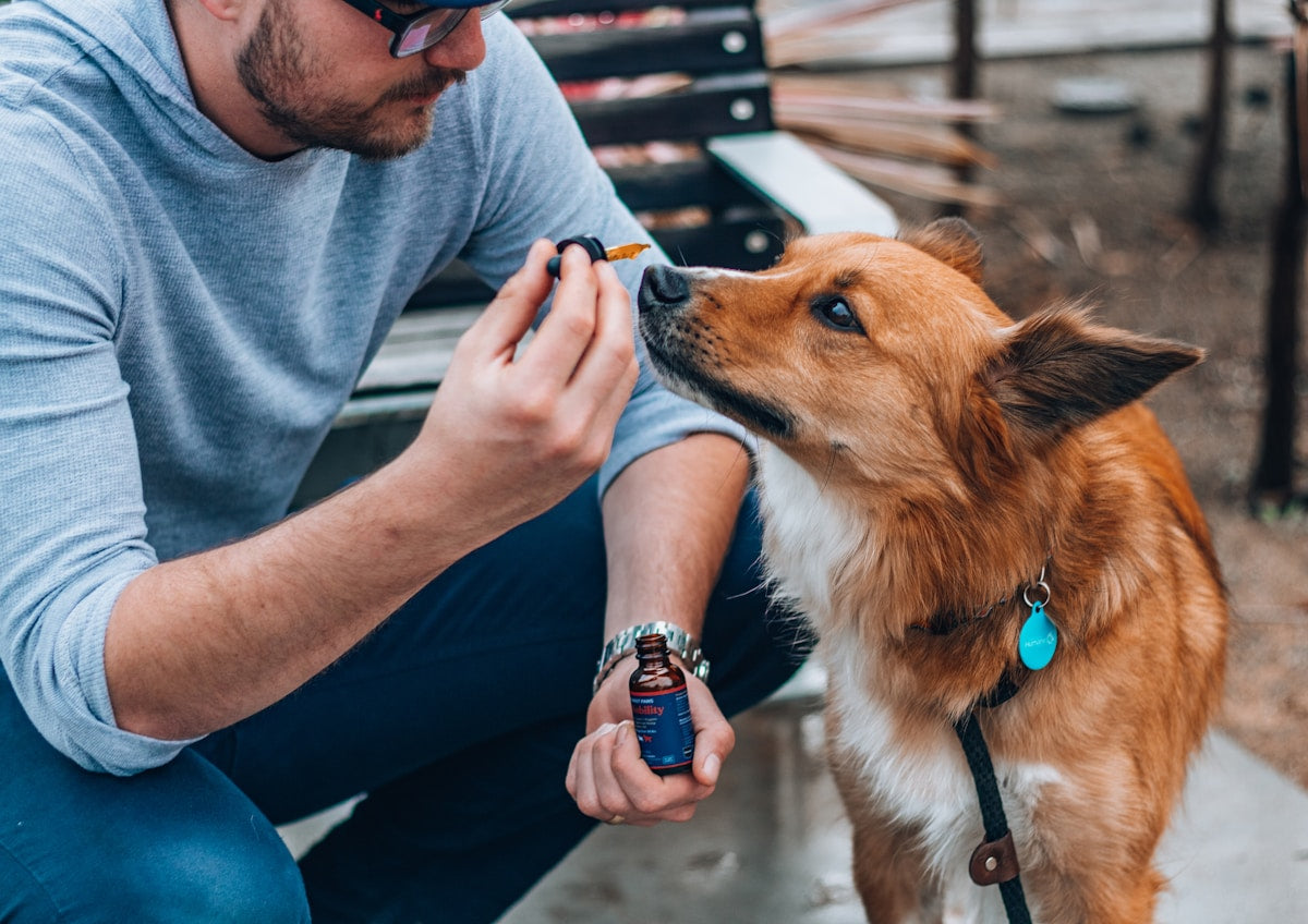 Dental Care for Diabetic Pets: Why Oral Health Matters for Dogs & Cats (2026)