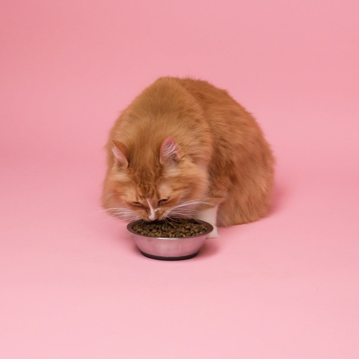 Cat Dry Food vs Wet Food for Dental Health: What Vets Recommend (2026)