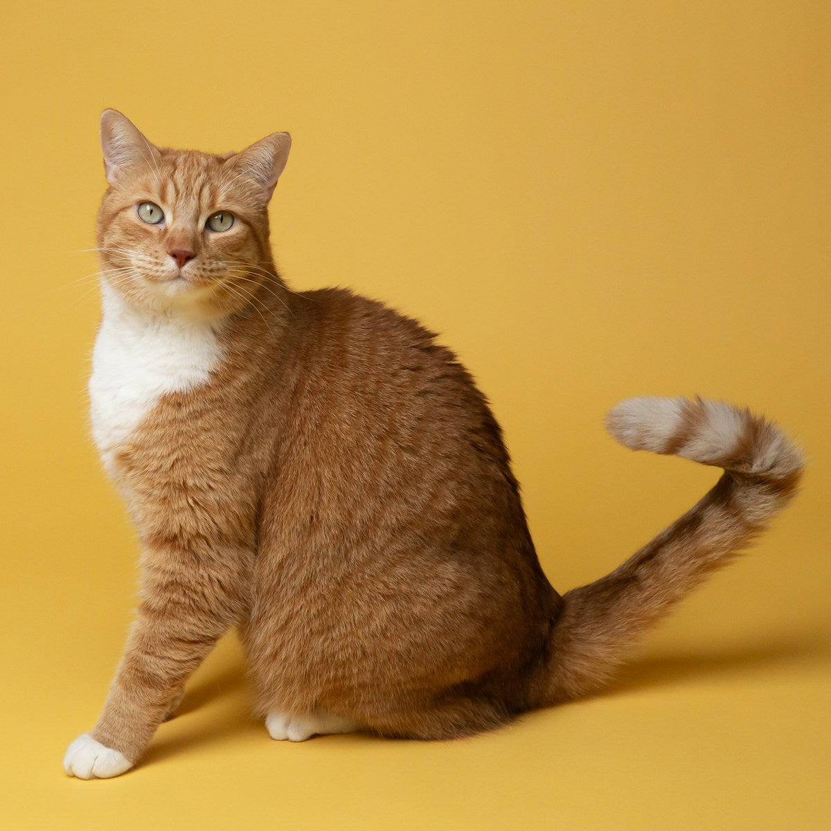 Orange tabby American Shorthair cat for dental care guide