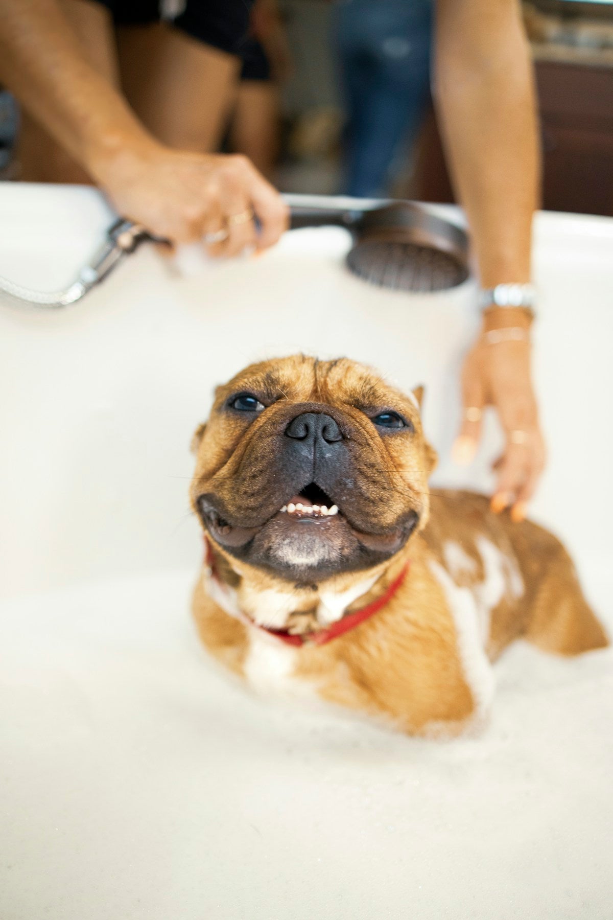 Dog showing clean teeth for dental care