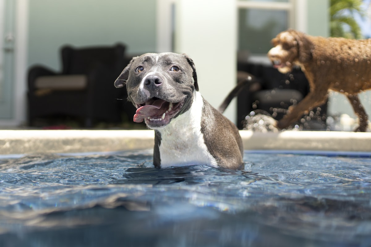 Dog Ear Infections After Swimming: Prevention Guide (2026)