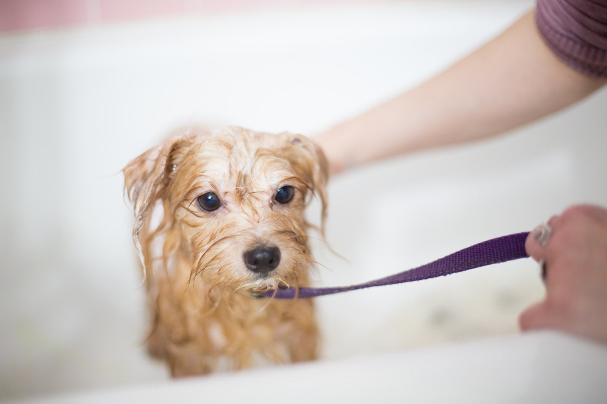 How to Use Pet Dental Wipes Properly: Step-by-Step Technique Guide for Cleaner Teeth (2026)