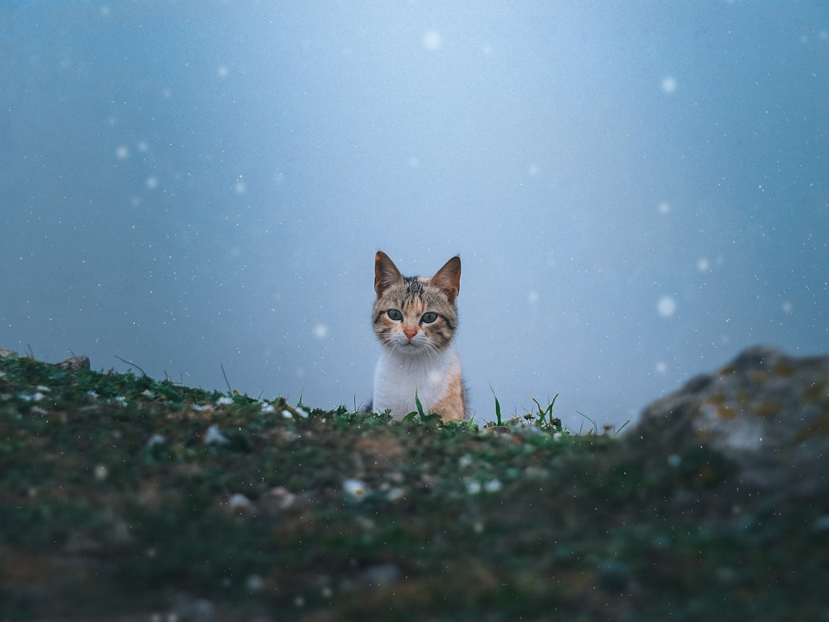 Cat receiving gentle dental care in winter
