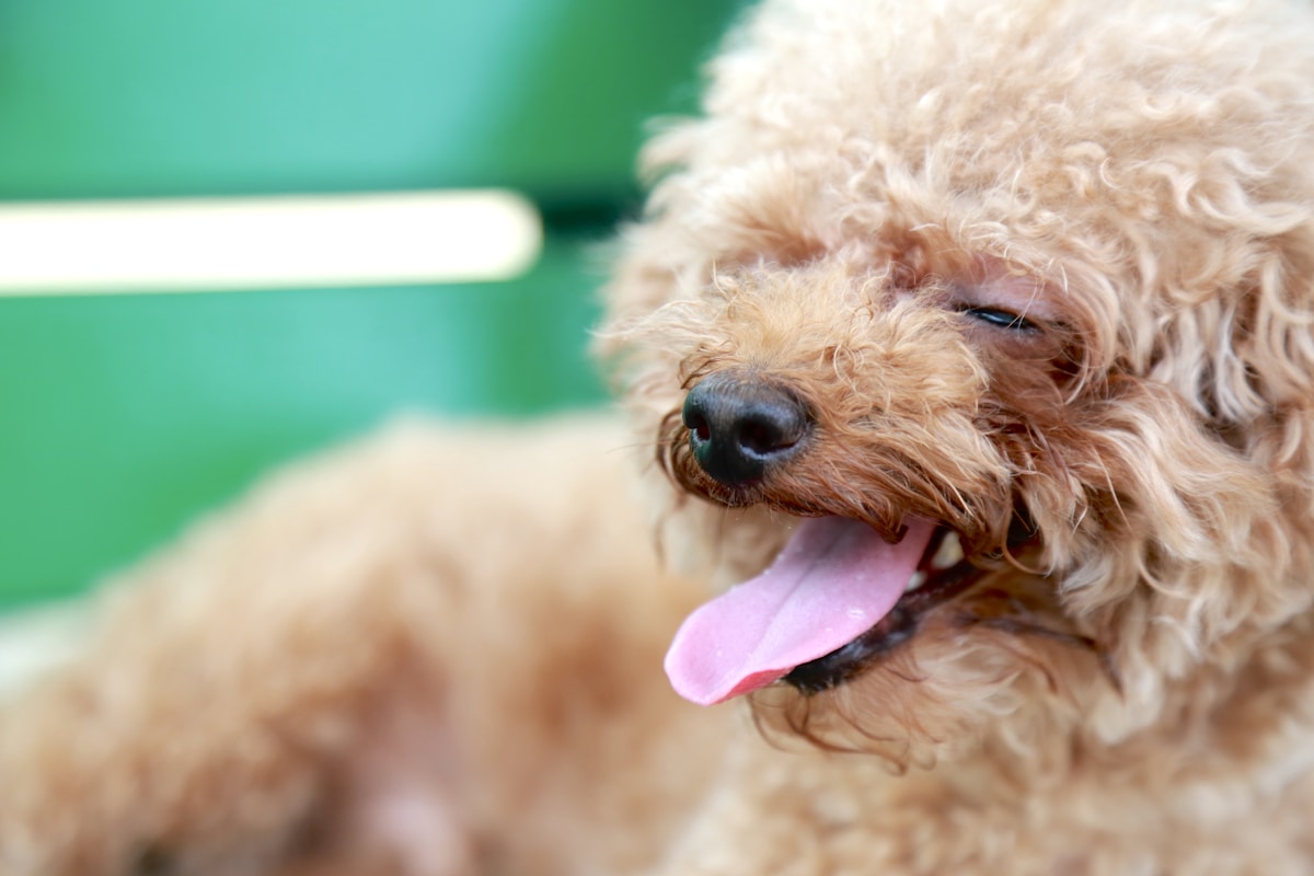 Poodle & Doodle Dental Care: Complete Guide for Curly-Coated Breeds' Oral Health (2026)