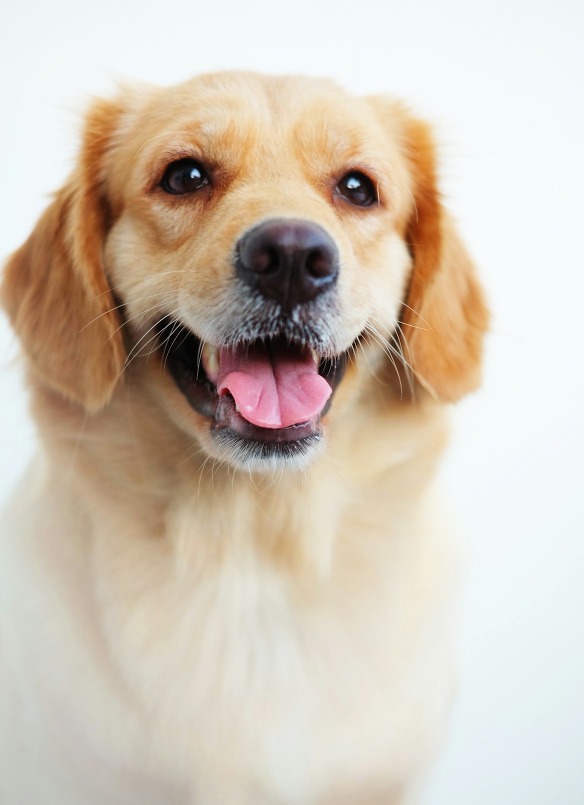 Dog Tooth Pain Signs: How to Tell If Your Dog Has a Toothache (2026)
