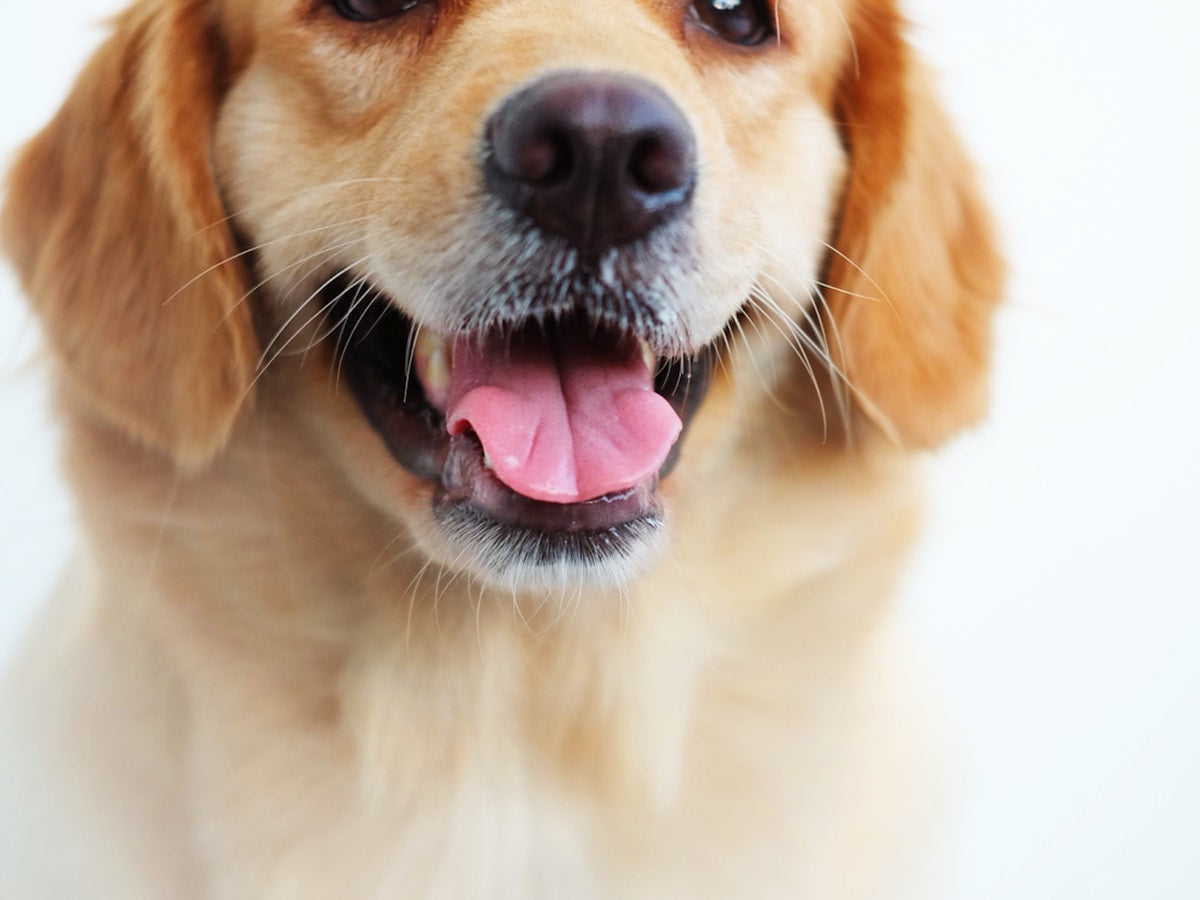 Dog Plaque Removal at Home: Tartar Control Without the Vet (2026)