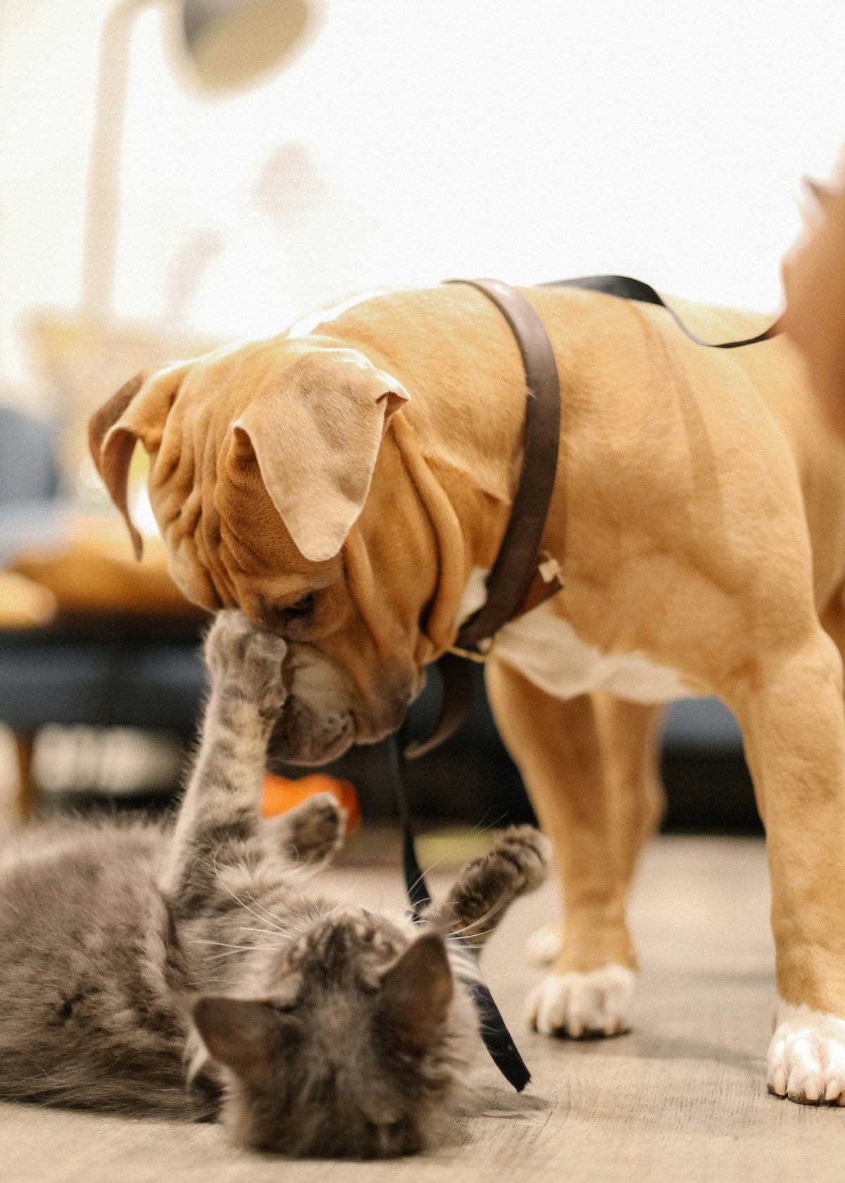 Dog and cat together for grooming and care