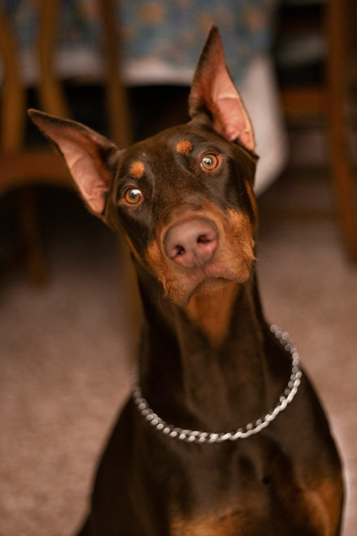 Black and tan Doberman Pinscher