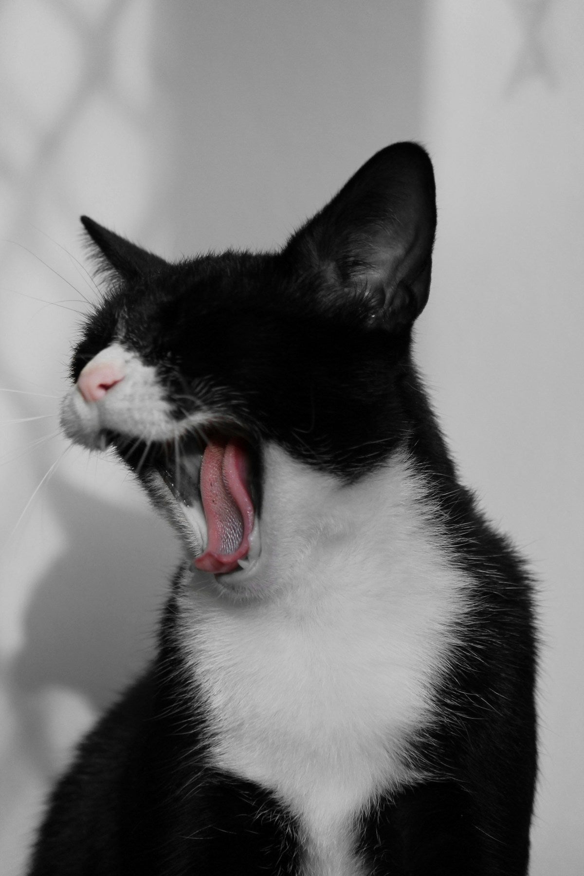 Best Wet Food for Cats with Dental Problems: Soft Diet Guide for Sensitive Mouths (2026)