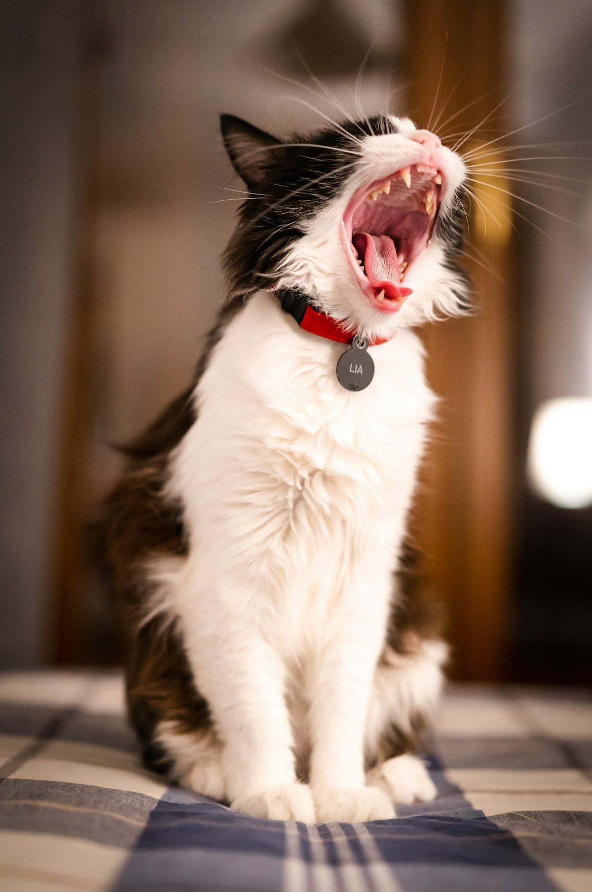 Close-up of a cat