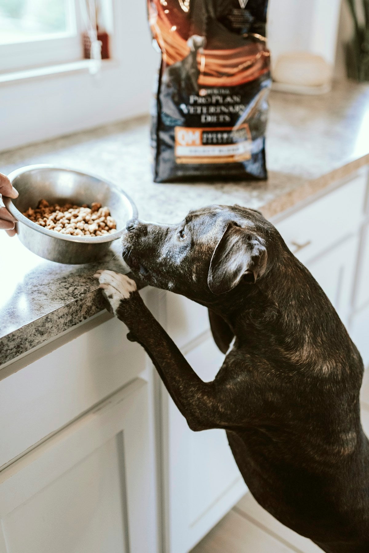 Dental Diet for Dogs: Best & Worst Foods for Cleaner Teeth & Gums (2026)
