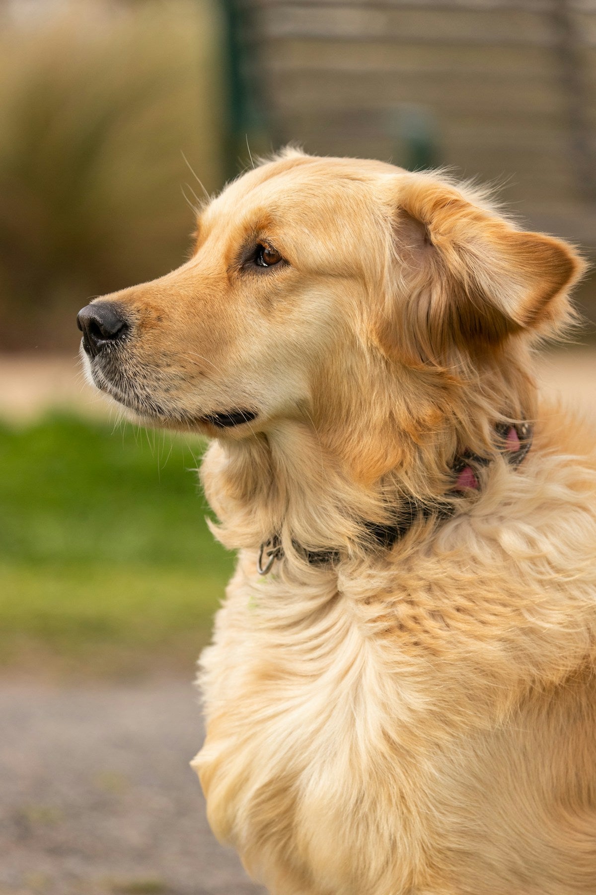 Large Breed Dog Ear Care: Complete Cleaning Guide for Big Ears (2026)