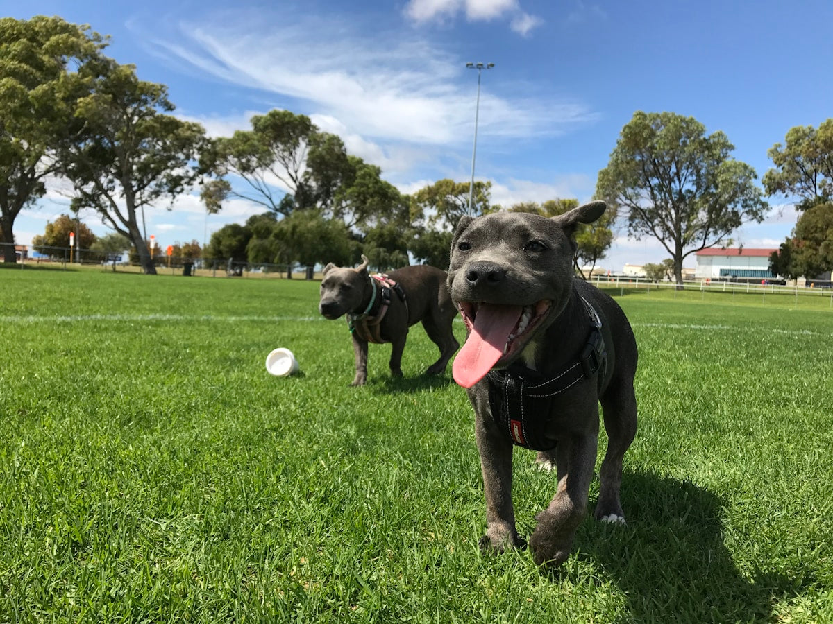 Active dog playing outdoors illustrating summer dog dental care
