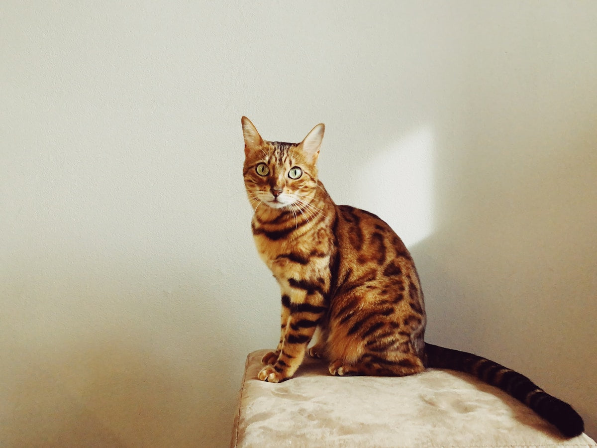 Bengal cat close-up