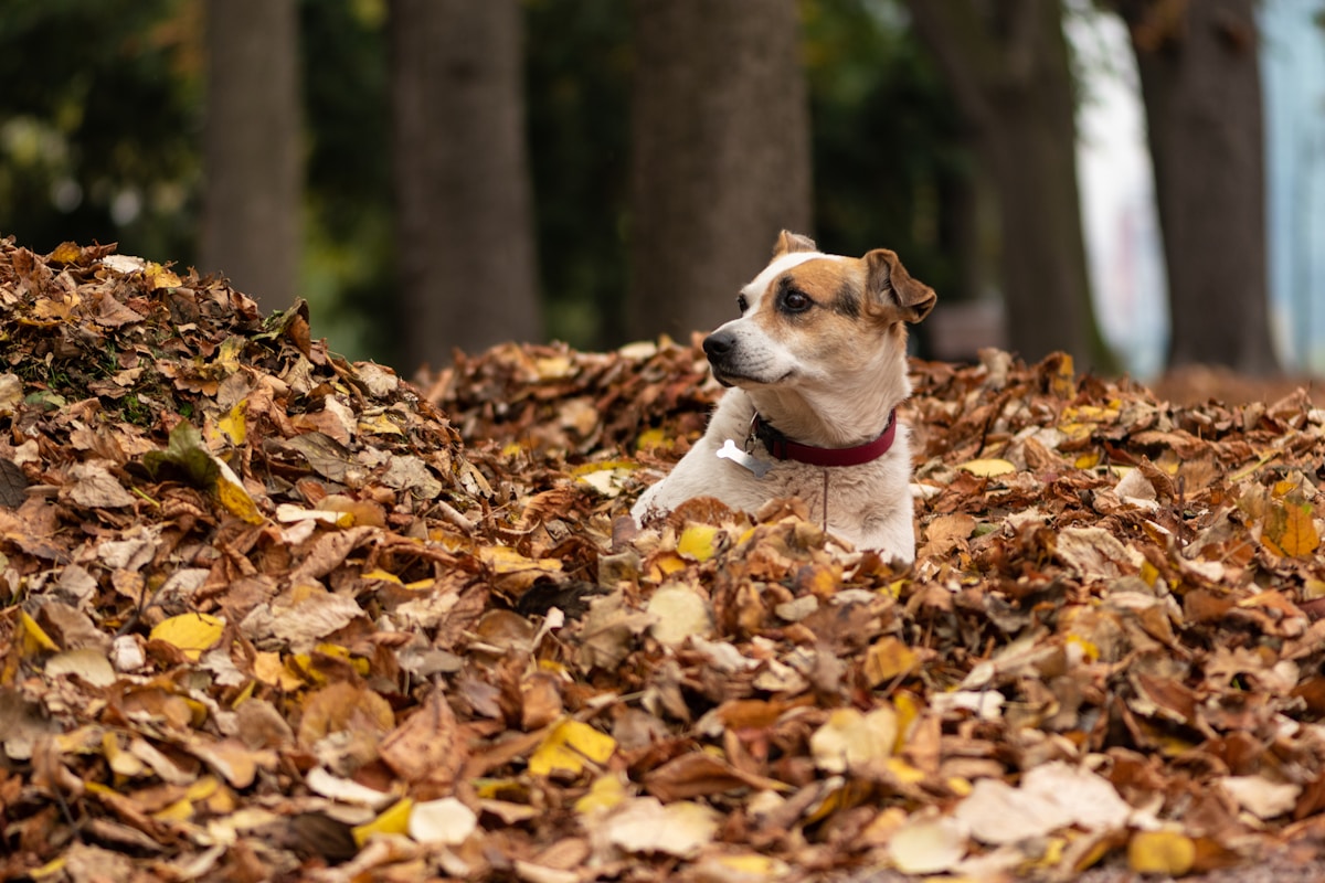 Dog playing in autumn leaves during fall season