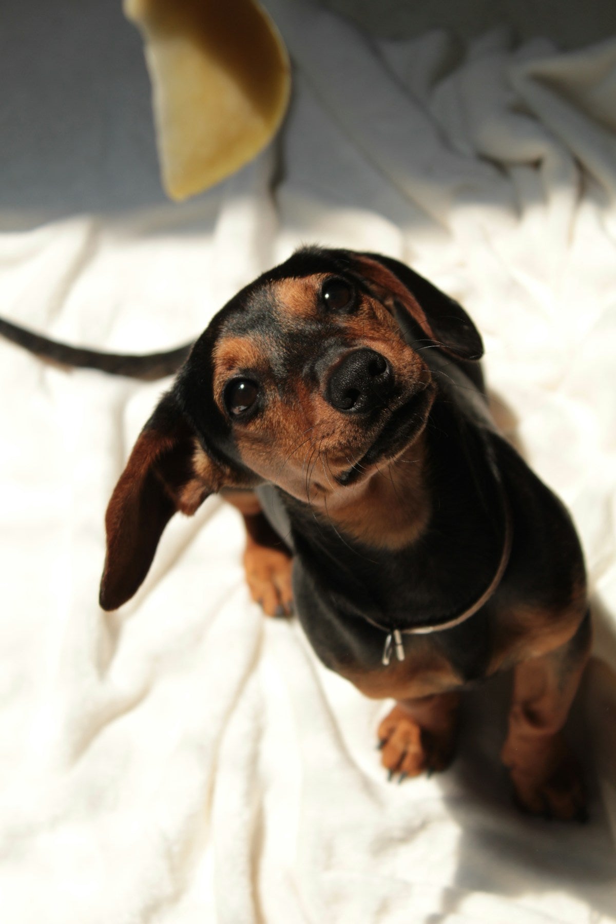 Dachshund dog close-up
