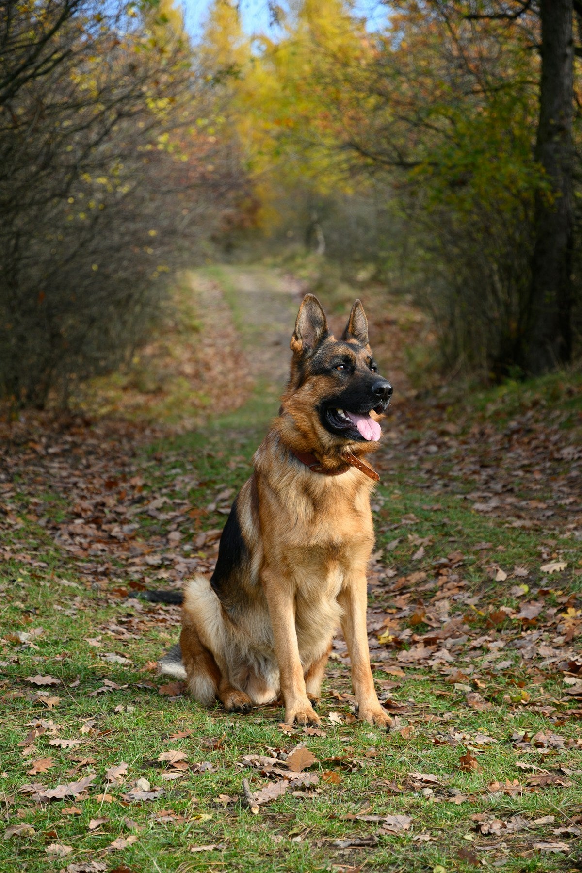 German Shepherd dog portrait with healthy ears