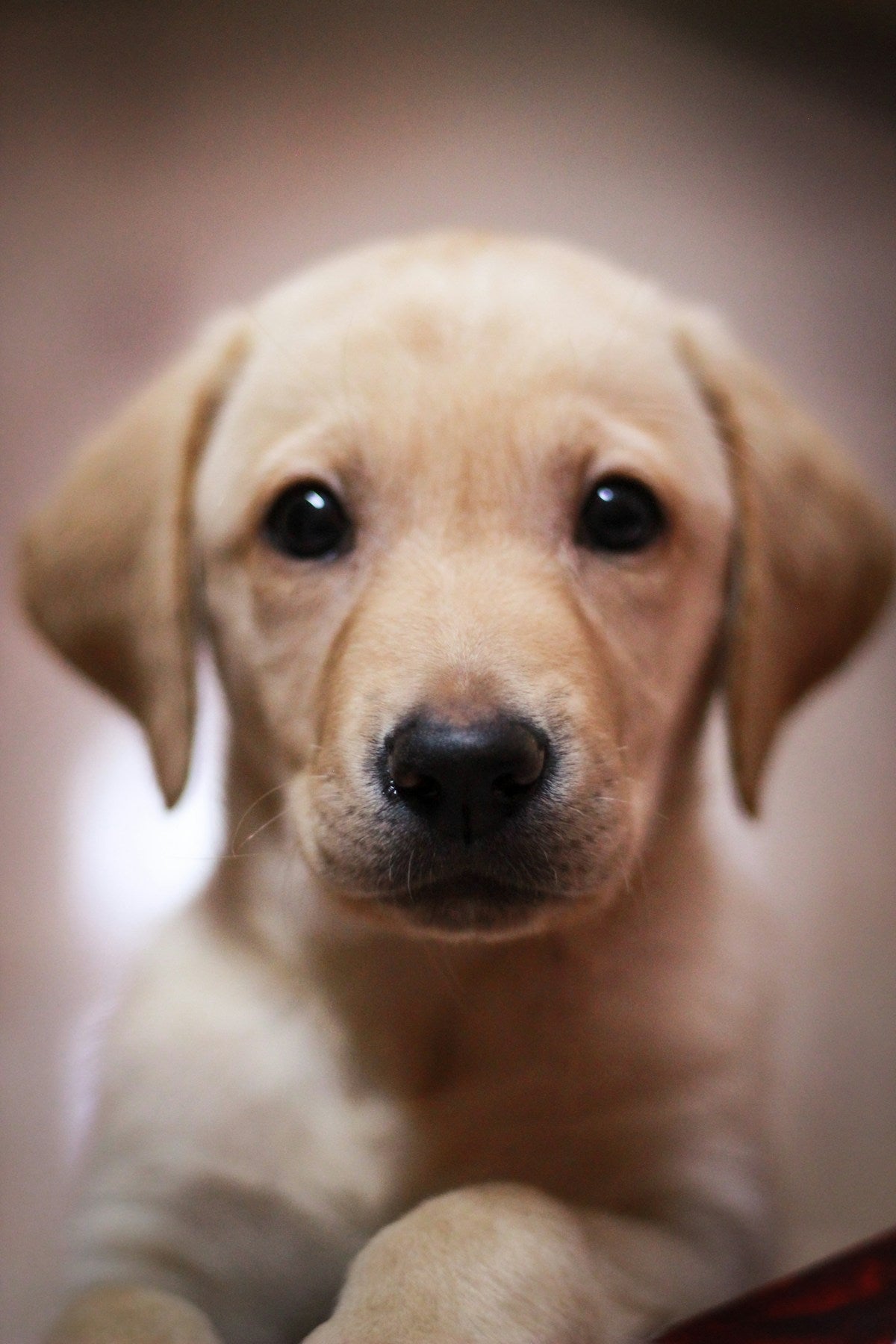 Puppy vs adult dog dental care