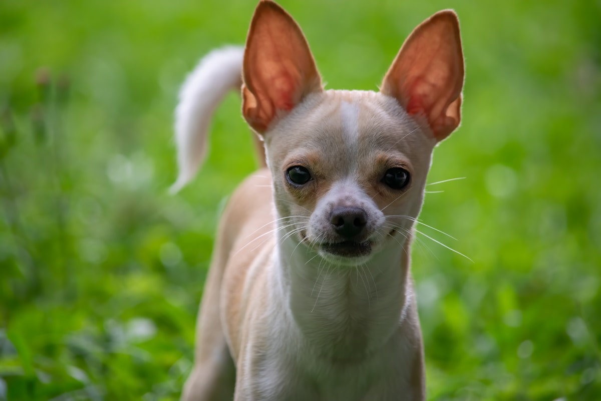 Toy & Small Breed Dog Dental Routine: Daily Step-by-Step Care Guide (2026)