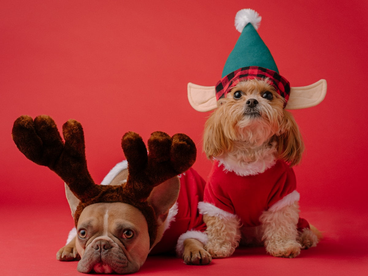 Holiday Pet Dental Care: Protect Teeth During Christmas & Feast Season (2026)
