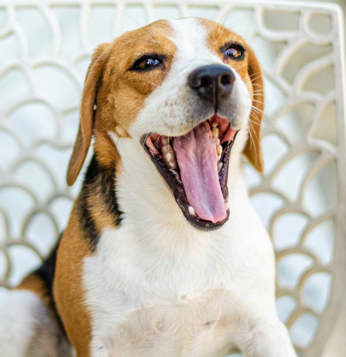 Beagle Dental Care: Breed Guide (2026)