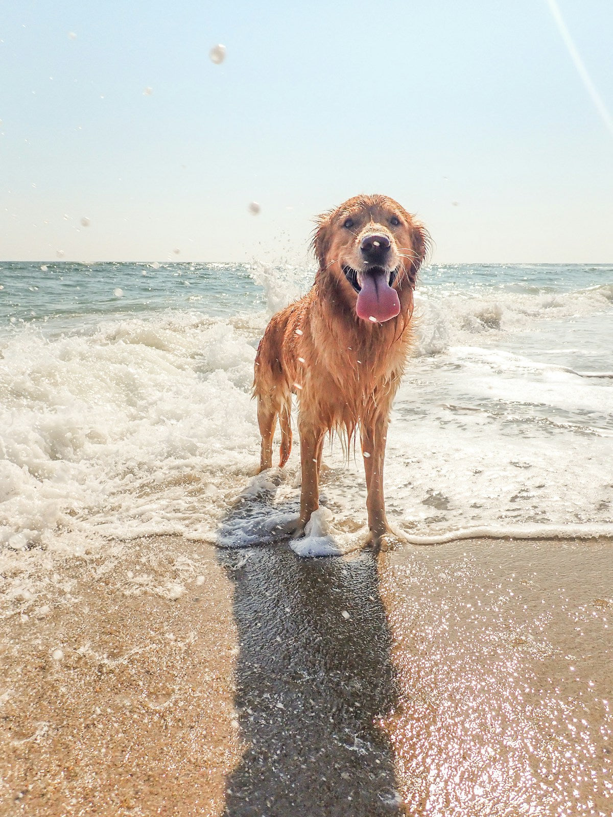 Summer Pet Ear Care: Why Hot Weather Triggers Ear Infections & How to Prevent Them (2026)