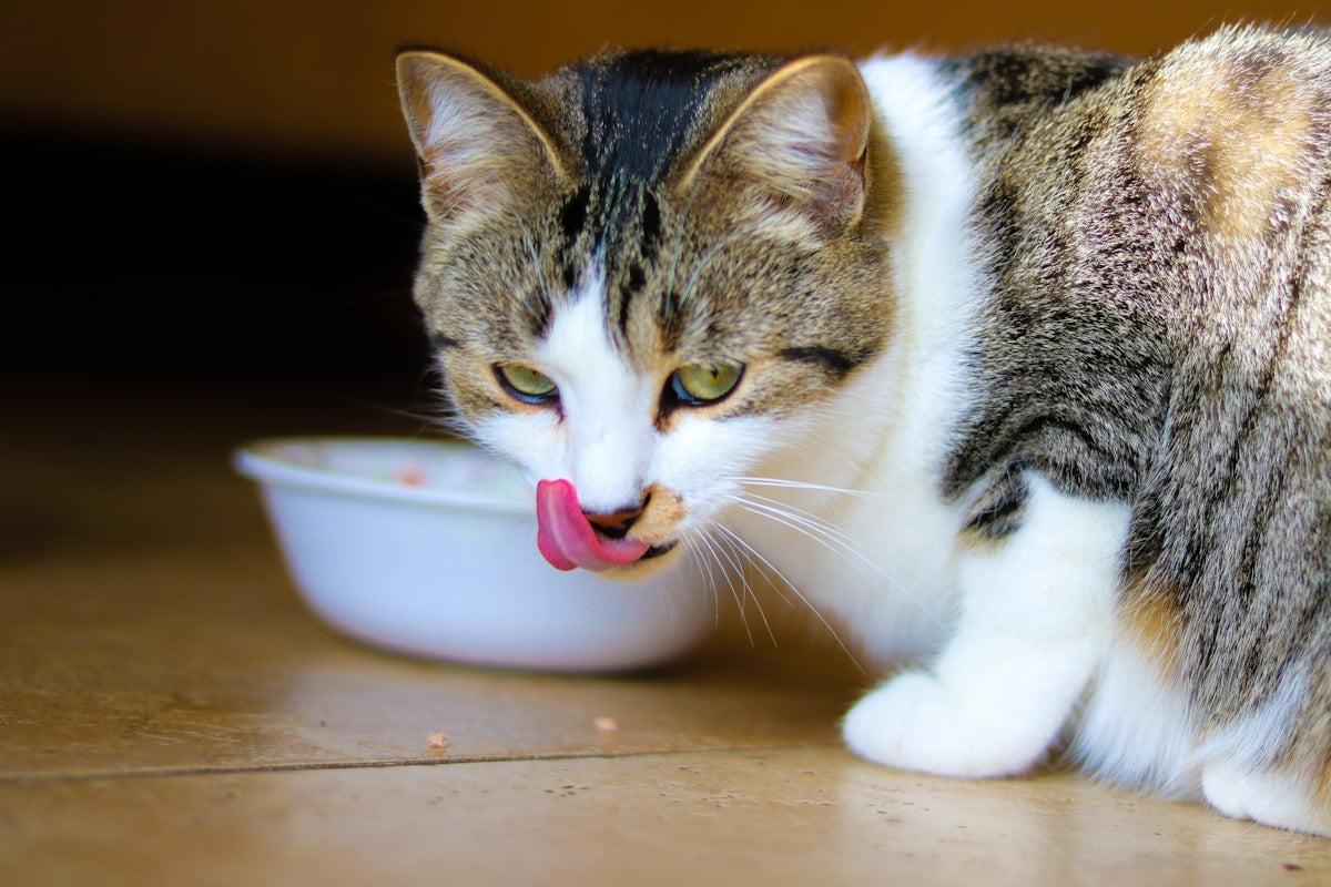 Cat eating from food bowl for dental nutrition article