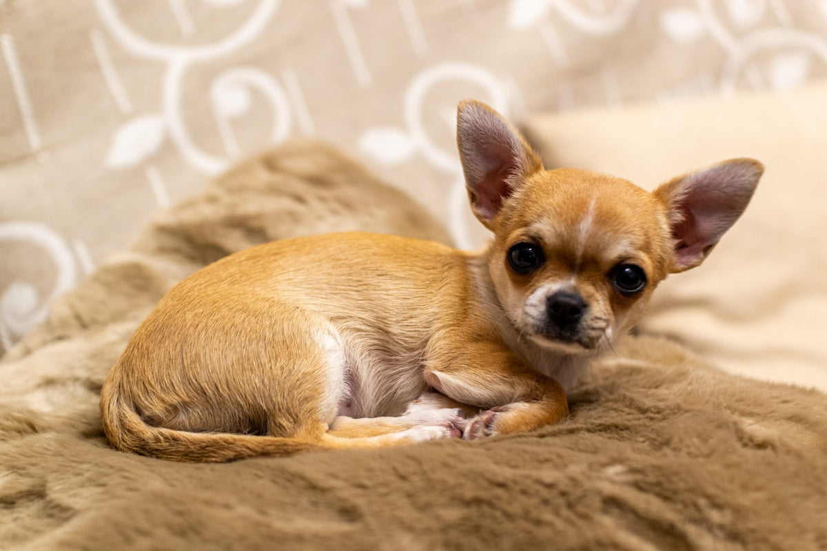 Brown Chihuahua puppy for Chihuahua ear care guide