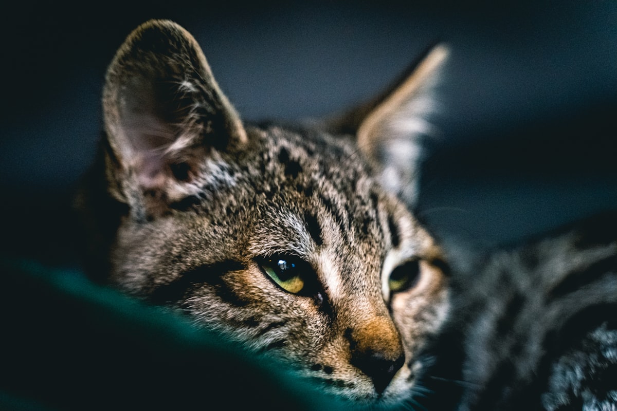 Brown tabby Savannah-type spotted cat