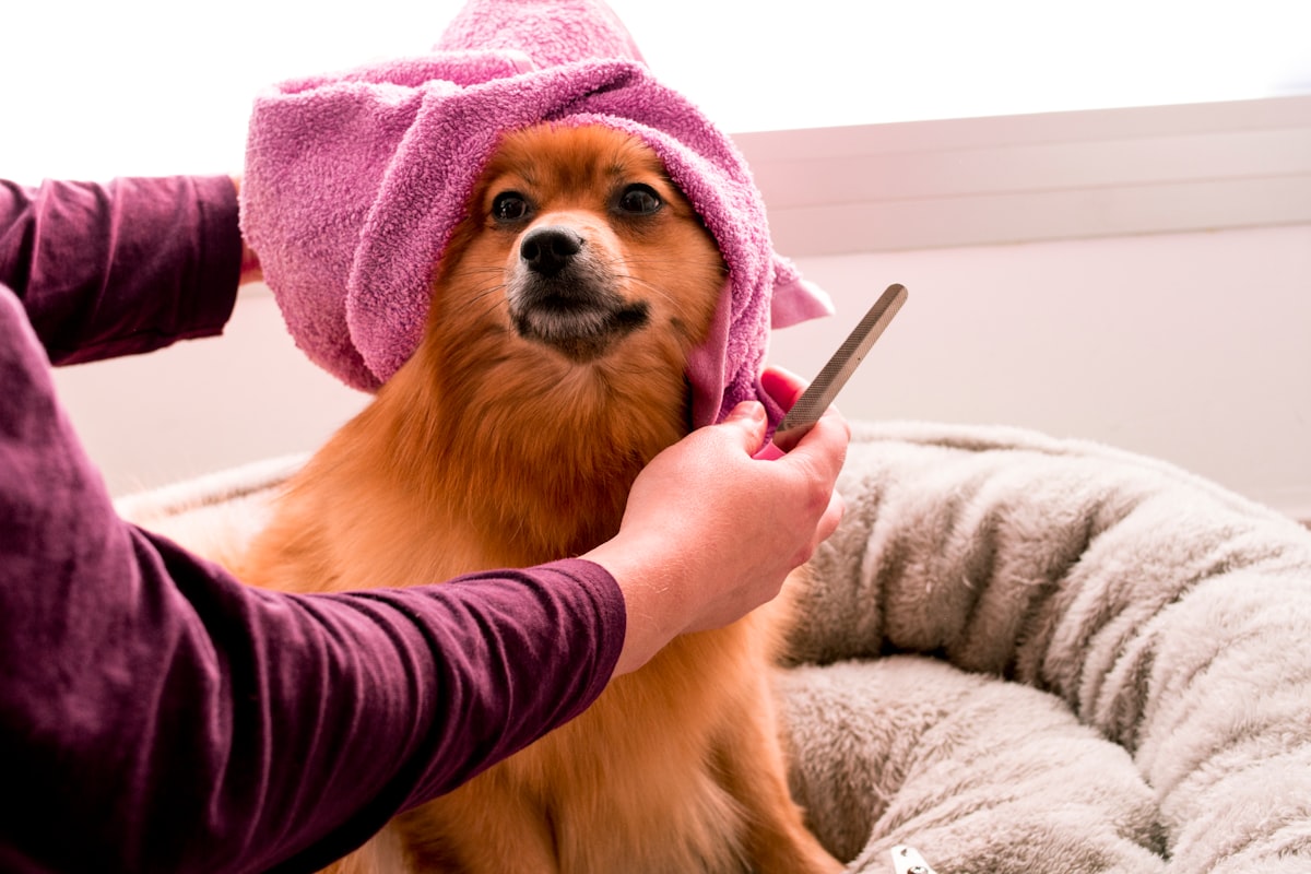Dog Ear Wax Color Guide: What Healthy vs Infected Ear Wax Looks Like (2026)