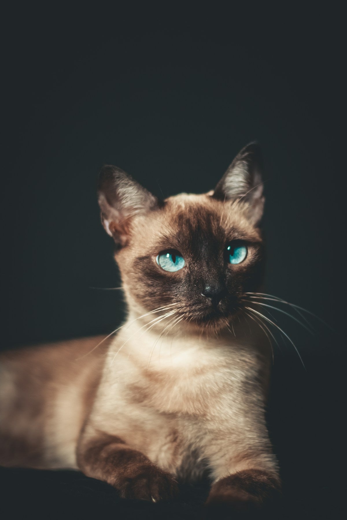 Siamese cat with bright blue eyes