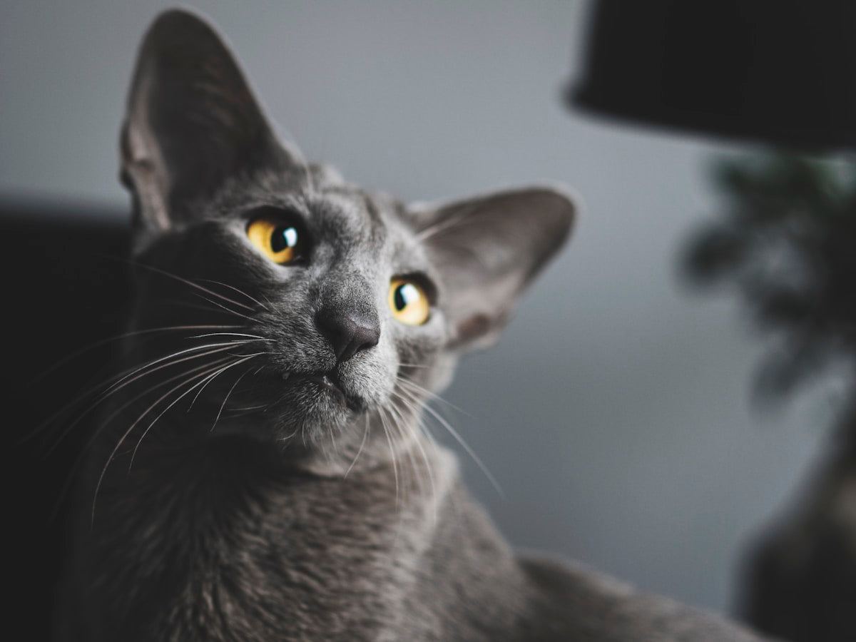 Brown Burmese cat with yellow eyes close-up