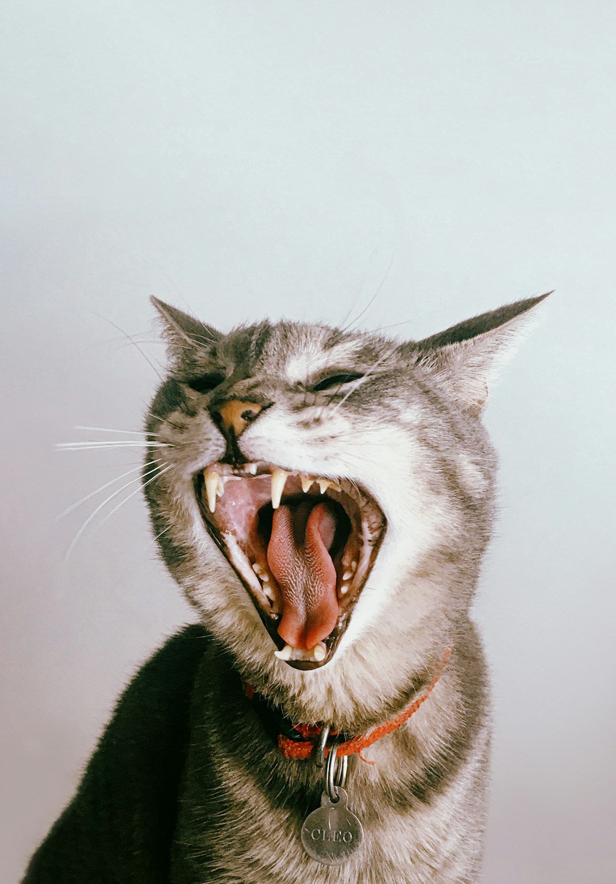 Kitten Oral Health: Complete Guide to Starting Dental Habits Early (2026)