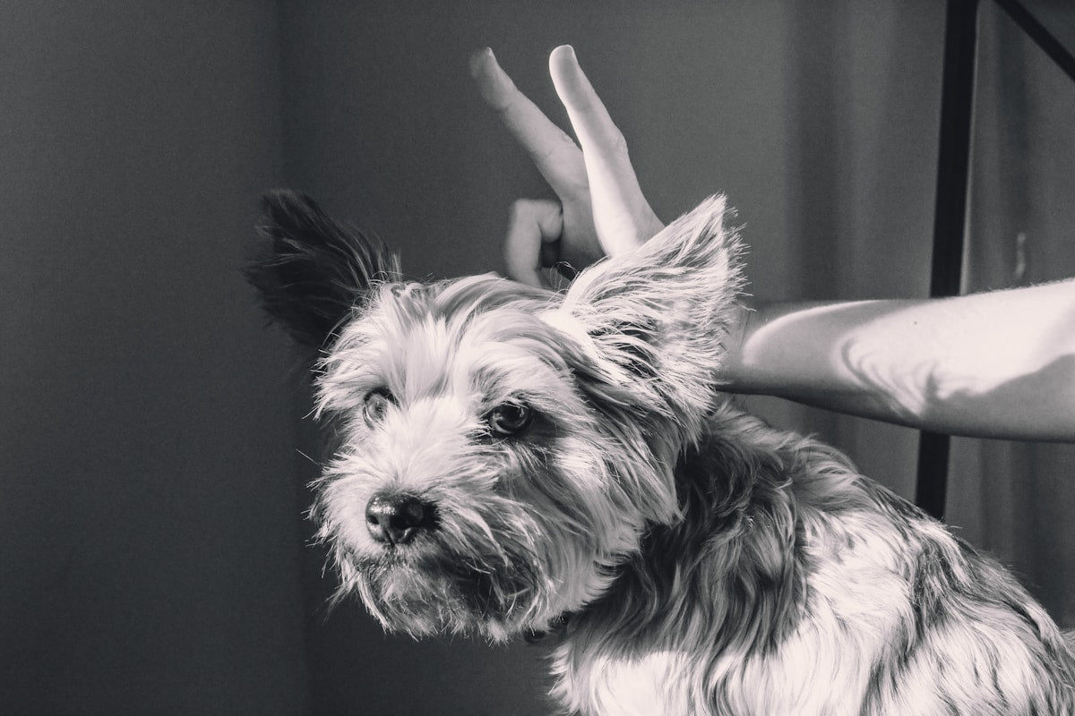 Dog Ear Hematoma: Causes, Treatment & Recovery (2026)