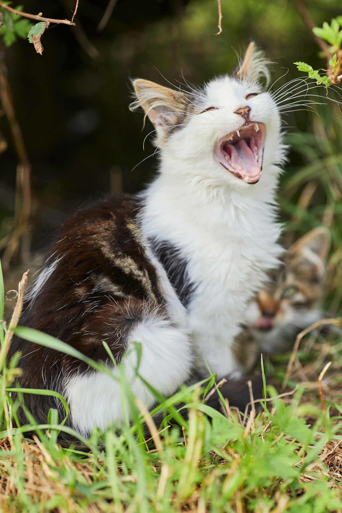 Kitten dental care - checking a kitten's teeth for plaque and tartar